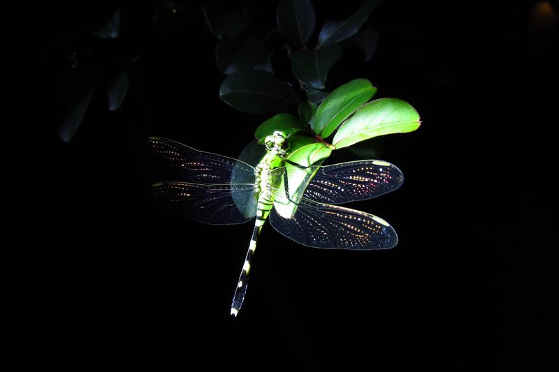 Green Dragonfly on Leaf — Dramatic
