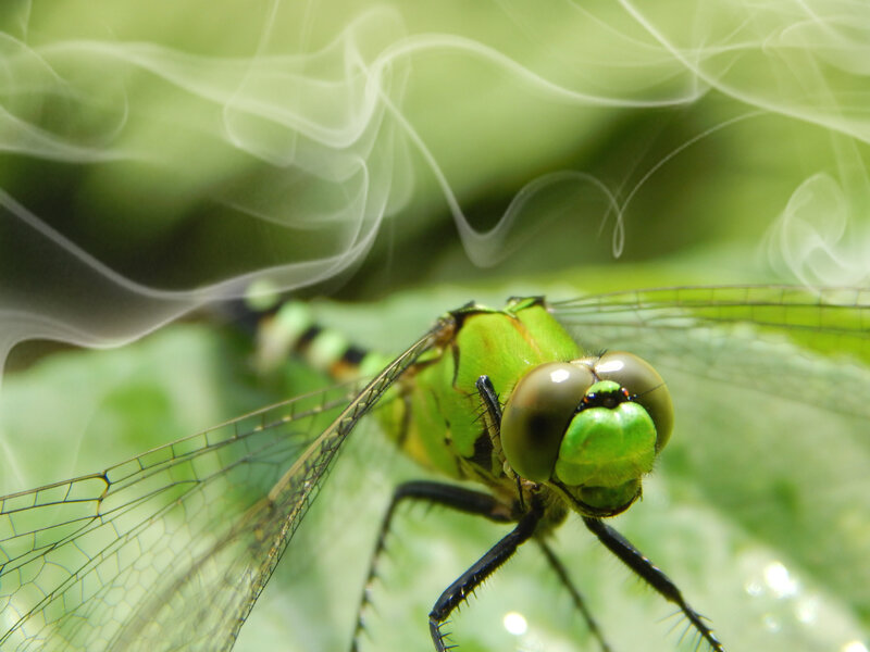 Green Dragonfly on Leaf — Natural, Afternoon