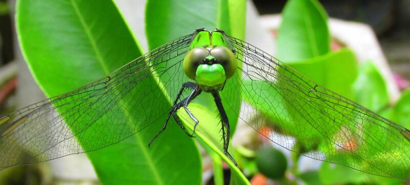 Green Dragonfly on Leaf — Natural