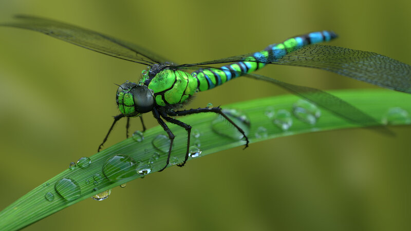 Green Dragonfly on Leaf — Serene, Morning