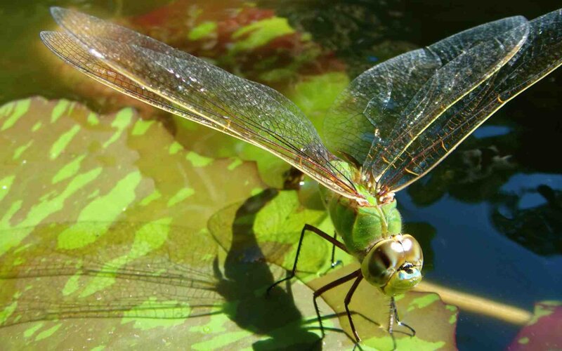 Green Dragonfly on Leaf — Serene