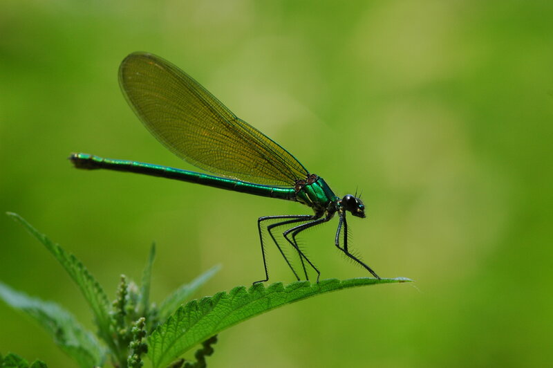 Green dragonfly on leaf