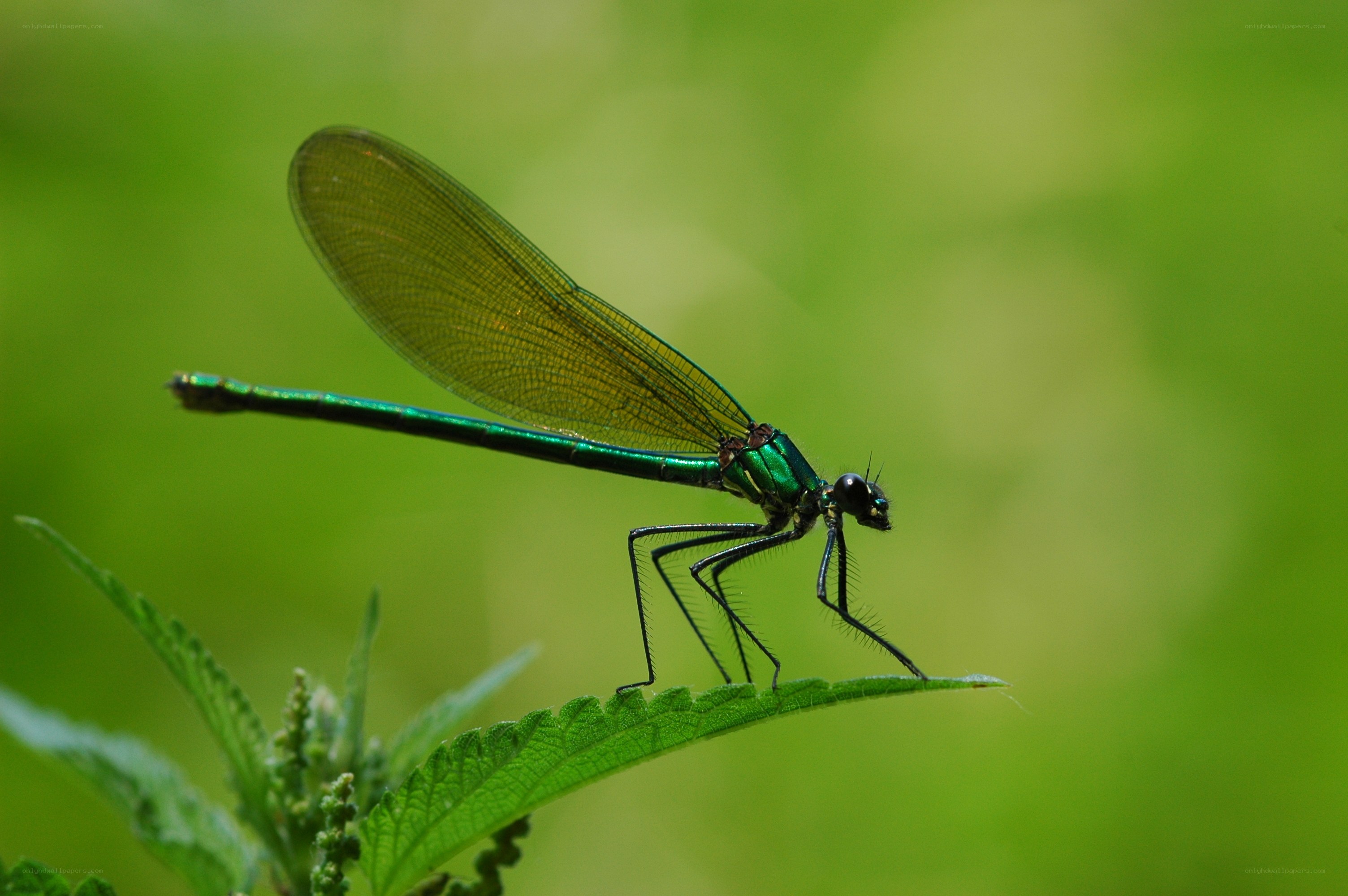 Green dragonfly on leaf