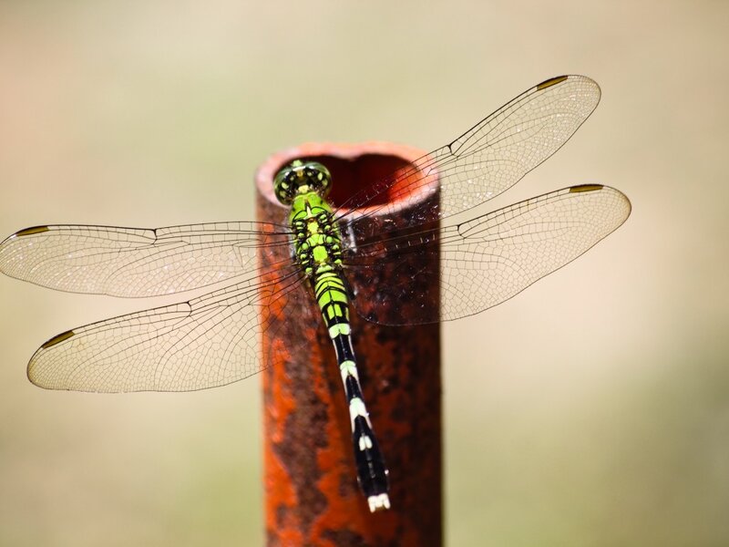 Green Dragonfly on Pipe