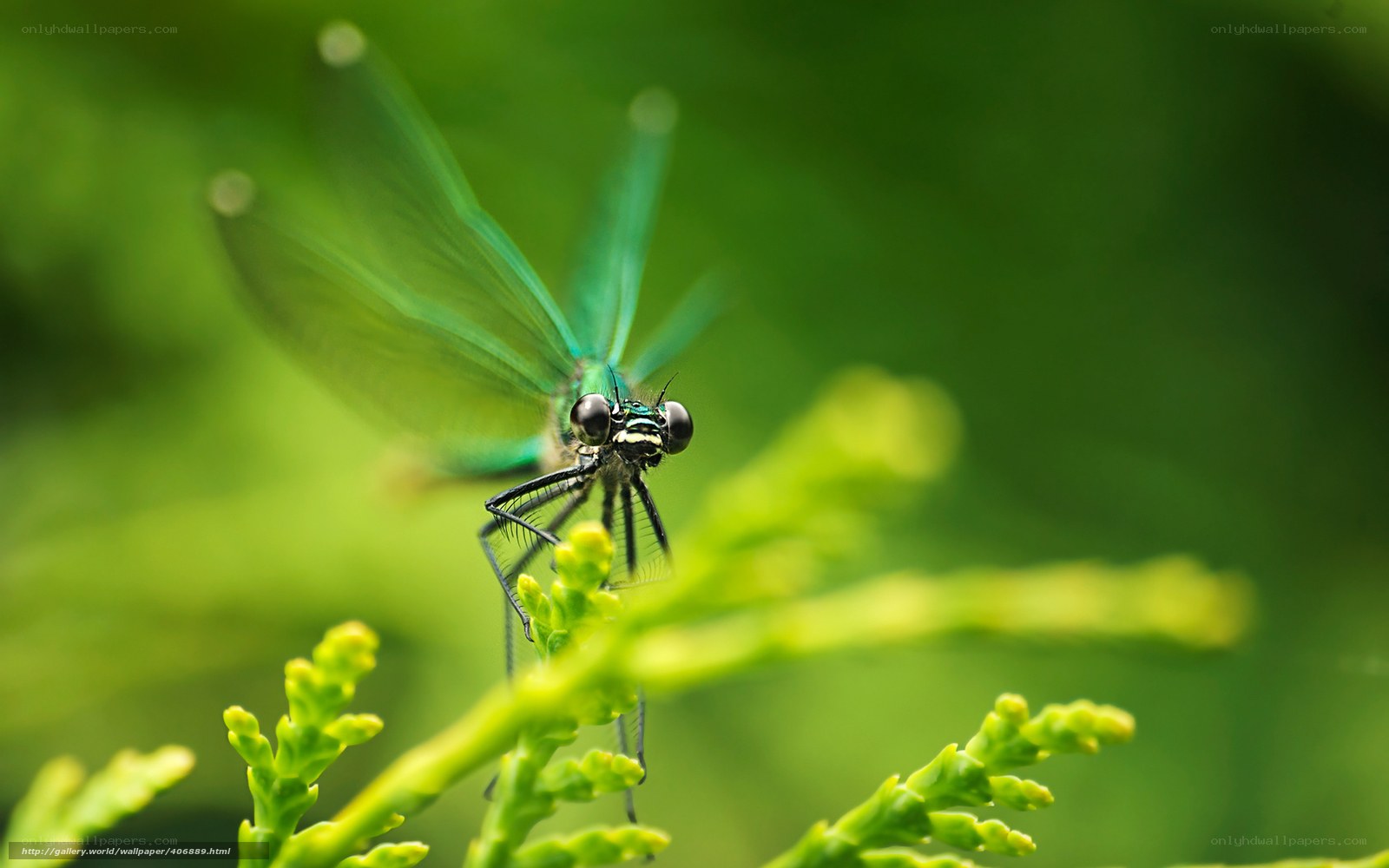 Green dragonfly on plant