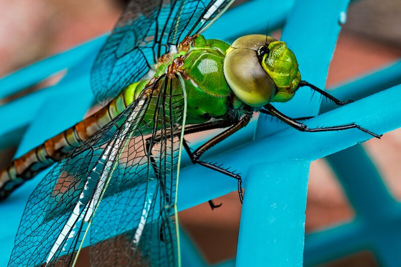 Green Dragonfly on Plastic