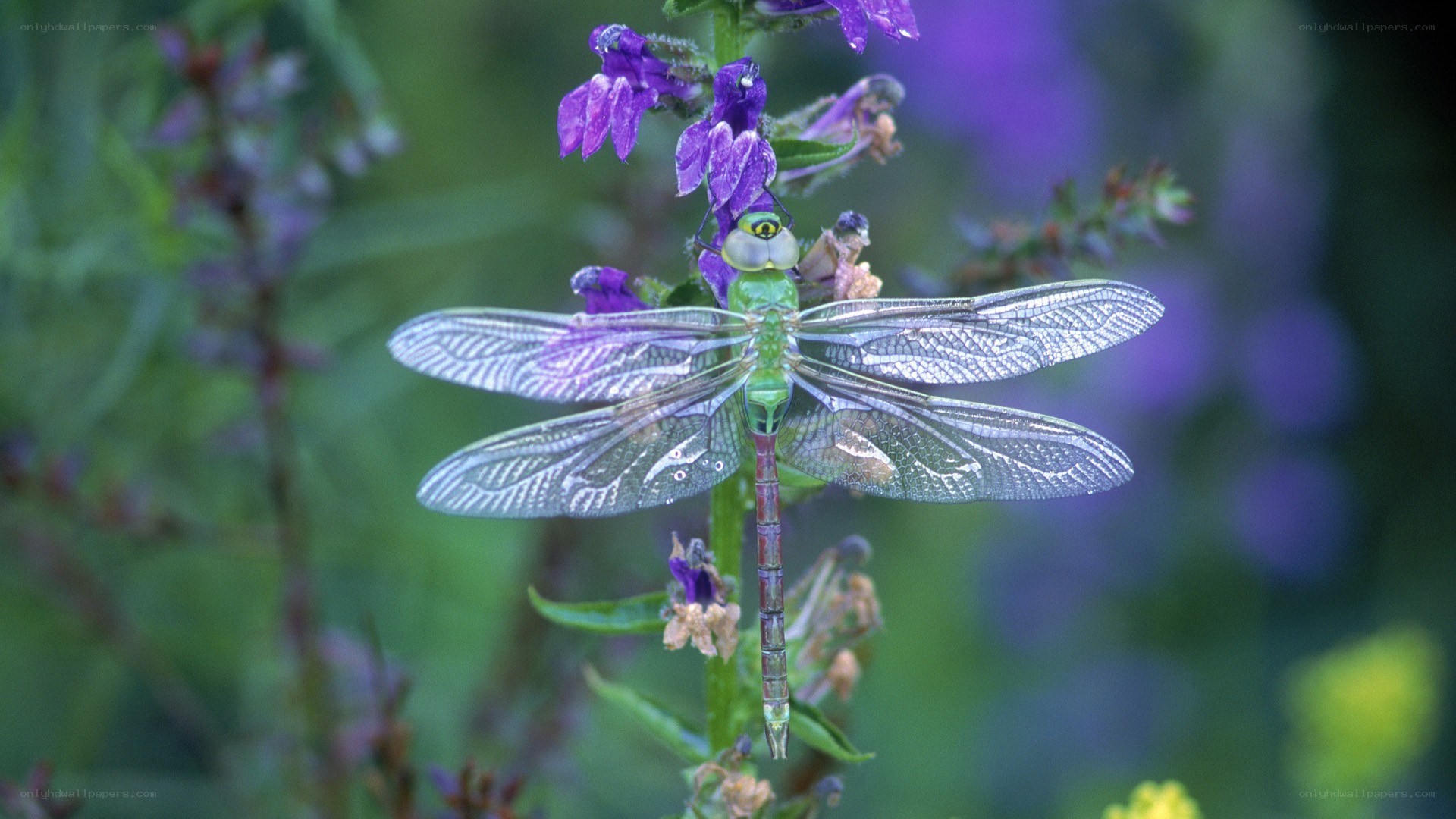 Green dragonfly on purple flower