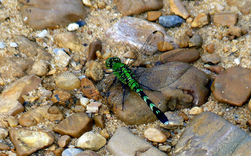 Green dragonfly on river rocks