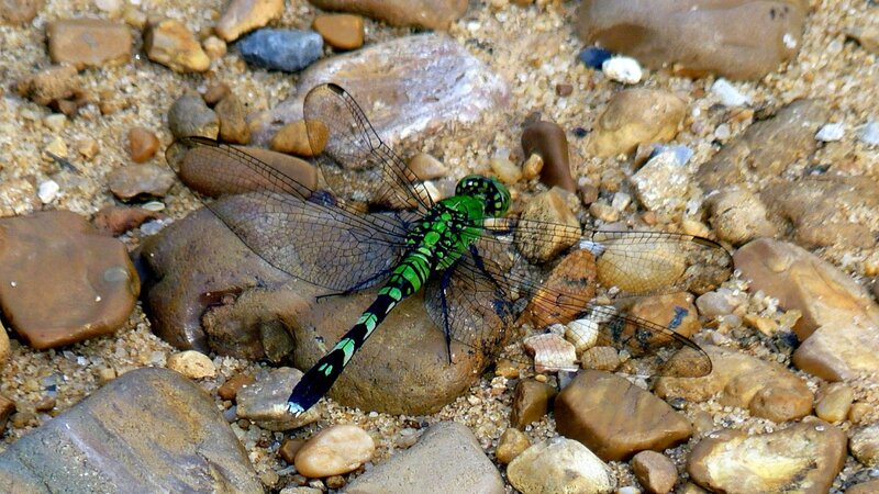 green dragonfly on riverbed
