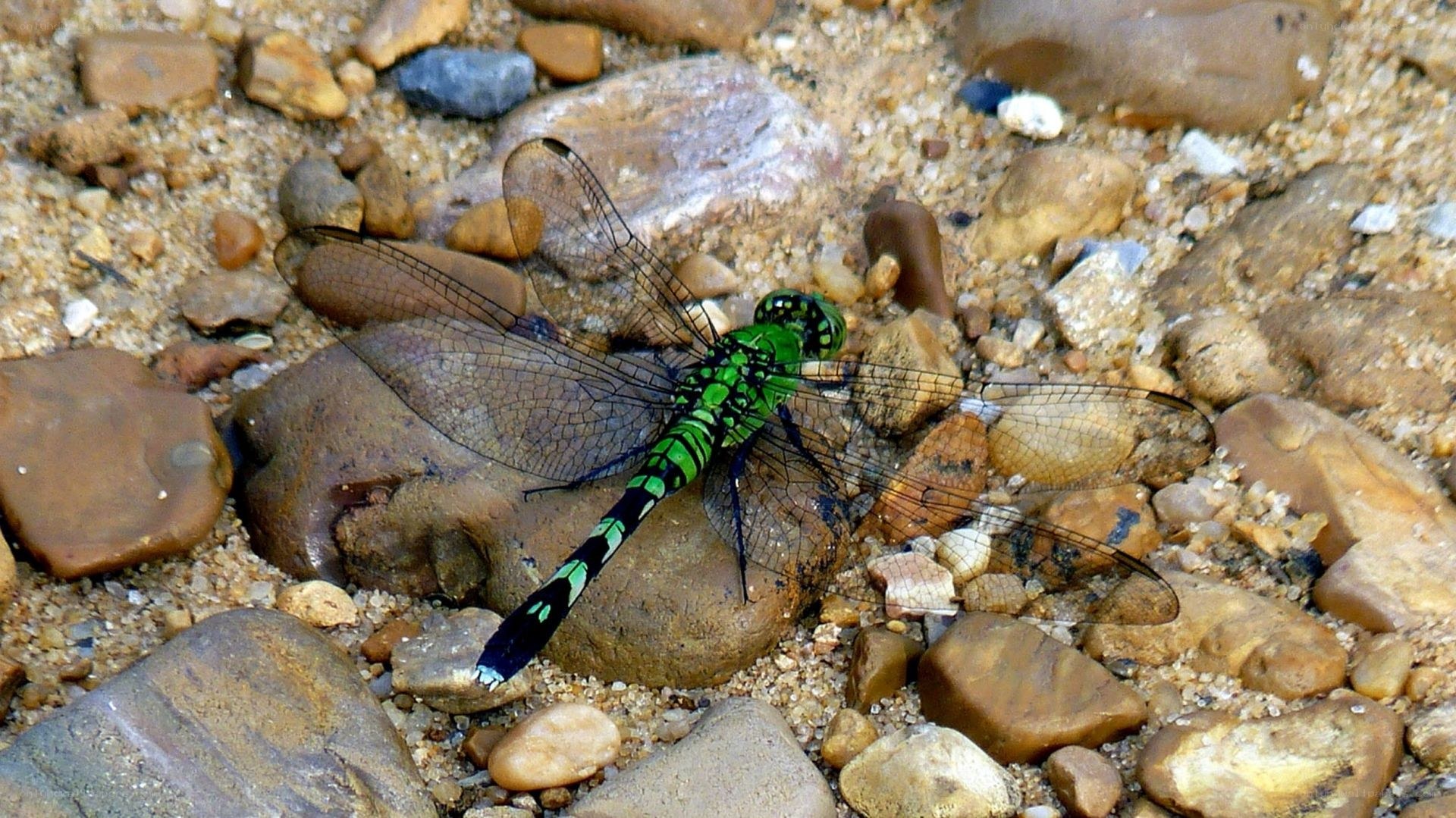 green dragonfly on riverbed