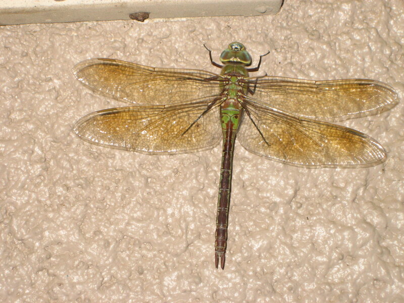 Green dragonfly on wall