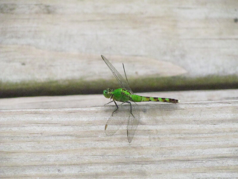 Green Dragonfly on Wood
