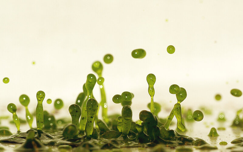 green droplets on a surface