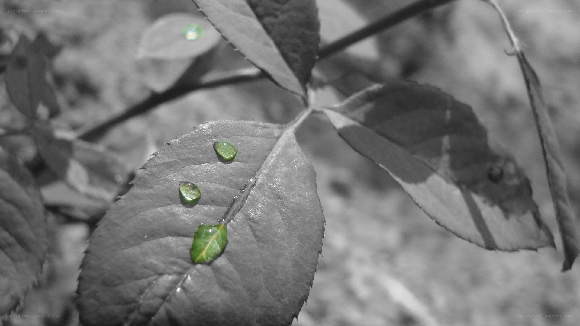 green droplets on leaf