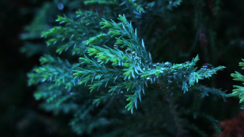 Green Evergreen Branch — Calm, Night