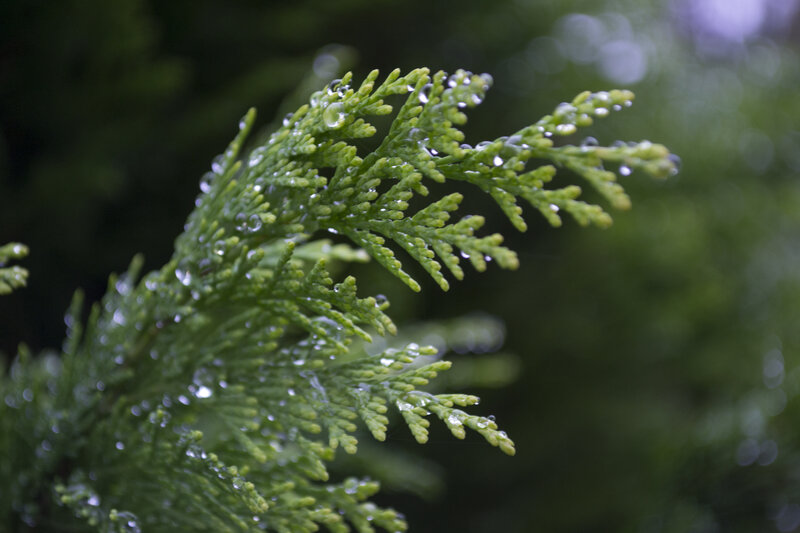 Green Evergreen Branch — Calm