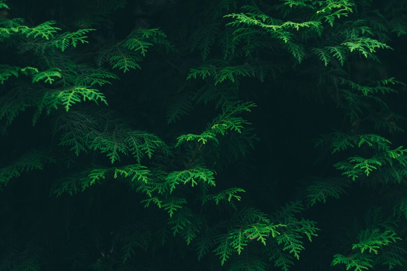 Green Evergreen Branches