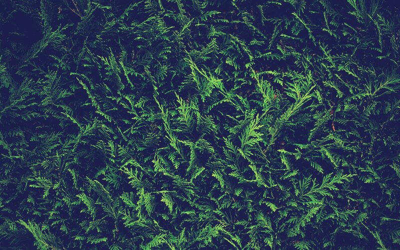 Green Evergreen Foliage