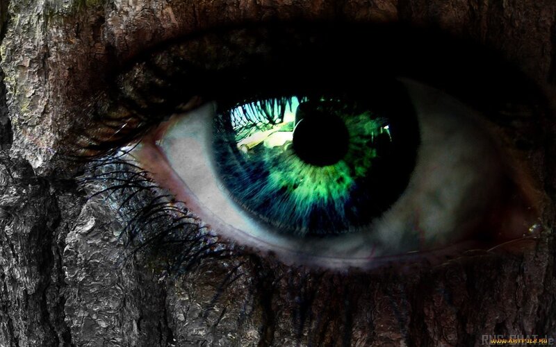 Green Eye in Tree Bark