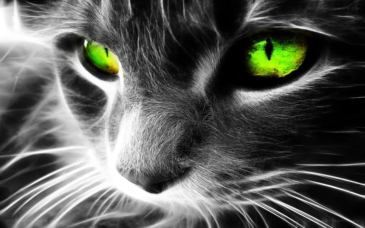 green-eyed cat close-up