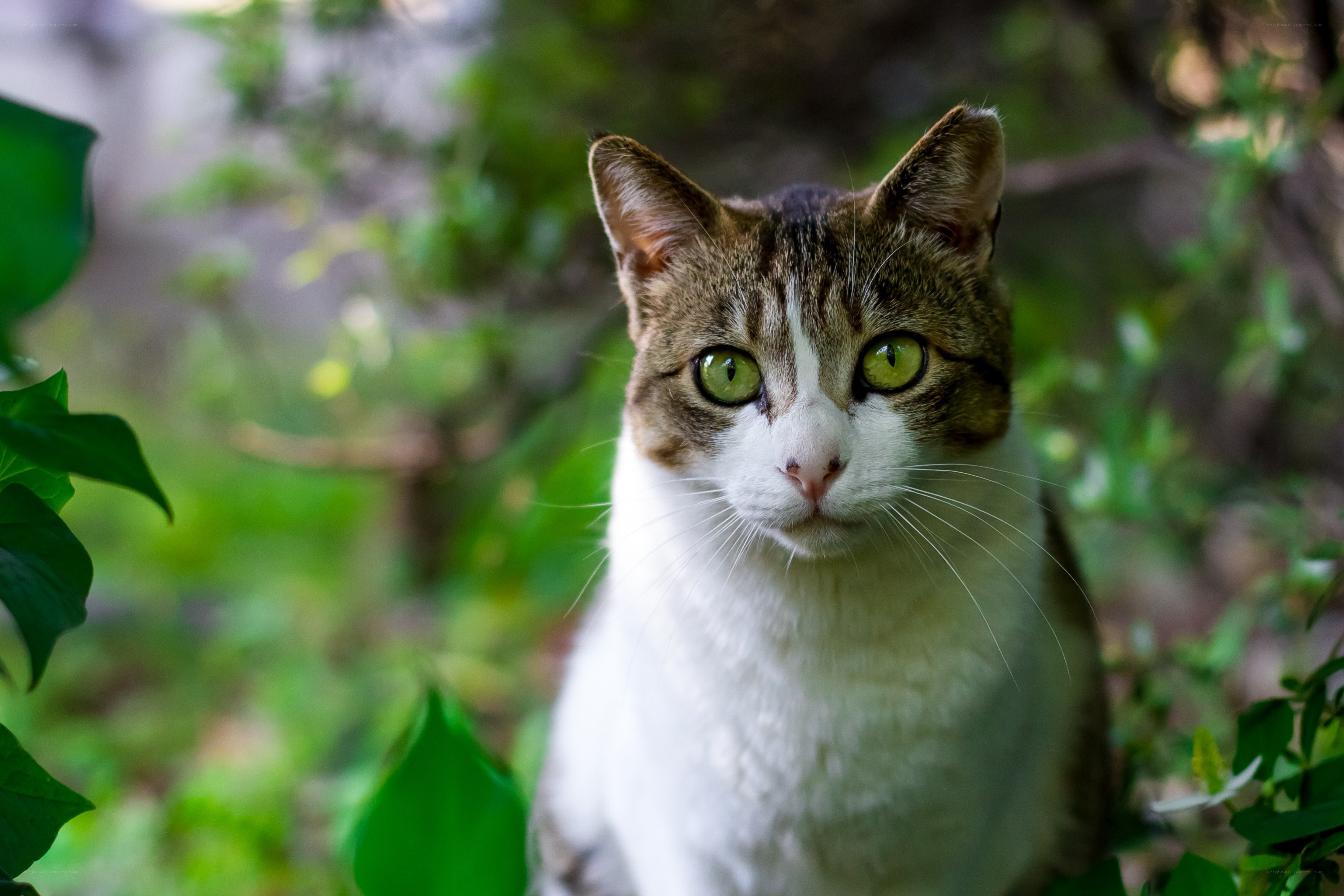 green-eyed cat in foliage