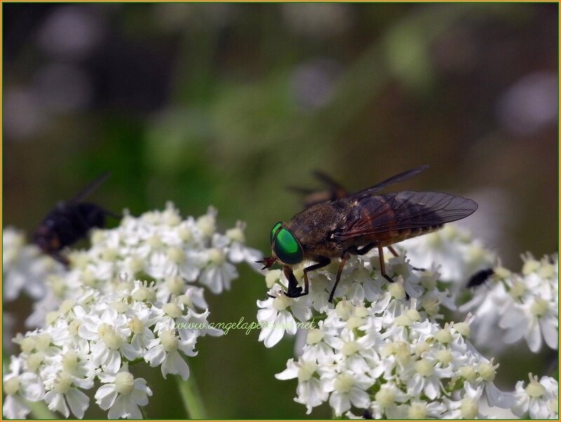 Green-eyed Fly on Flowers