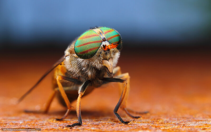 Green-eyed Fly