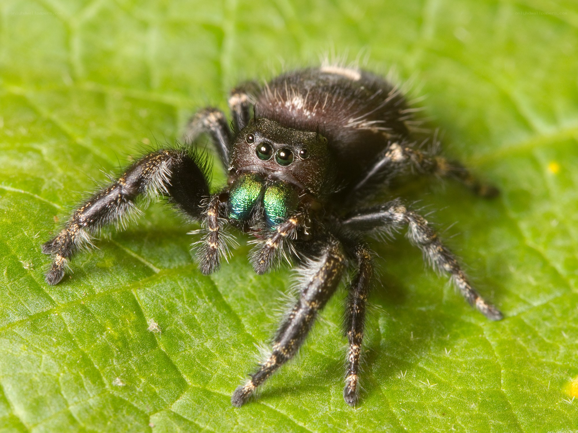 green-eyed jumping spider