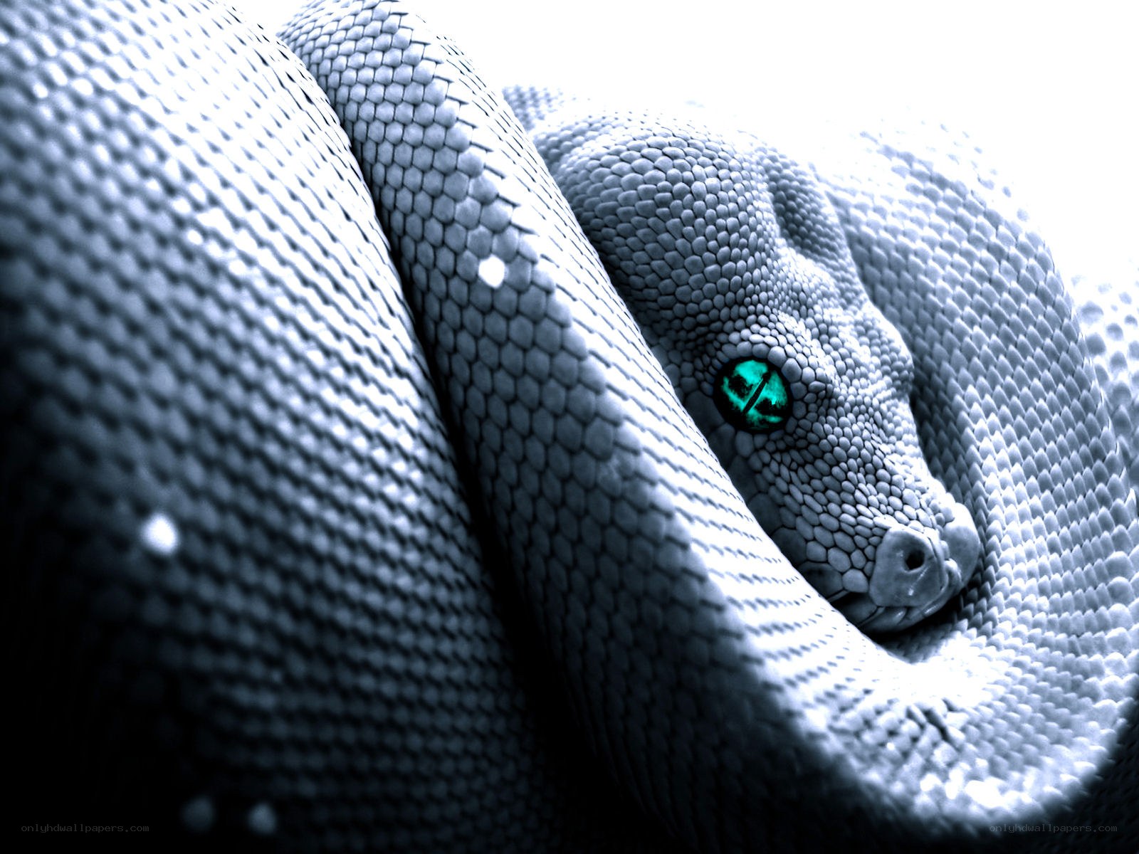 green-eyed snake close-up