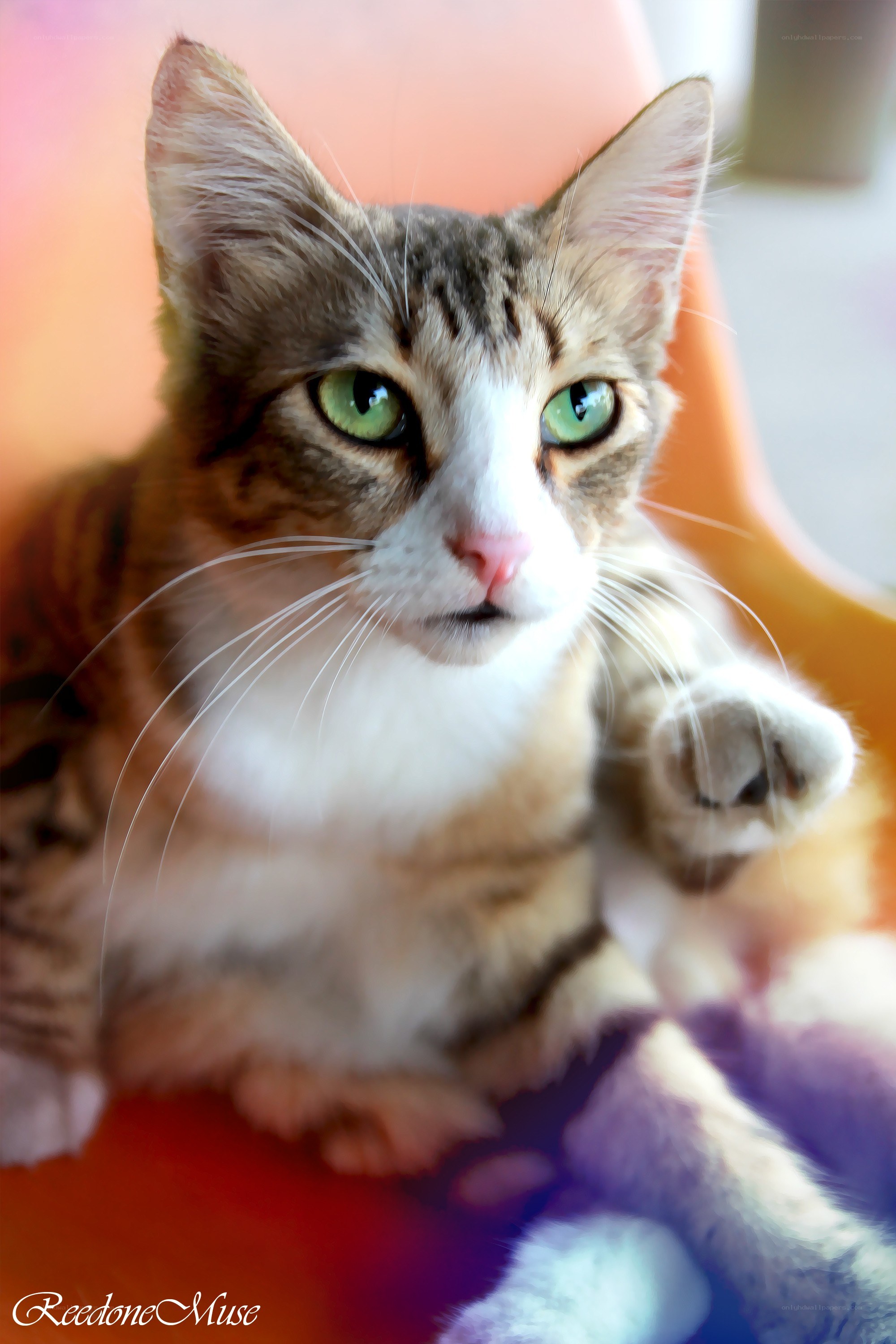 green-eyed tabby cat