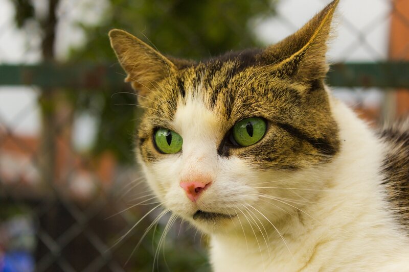 green-eyed tabby cat