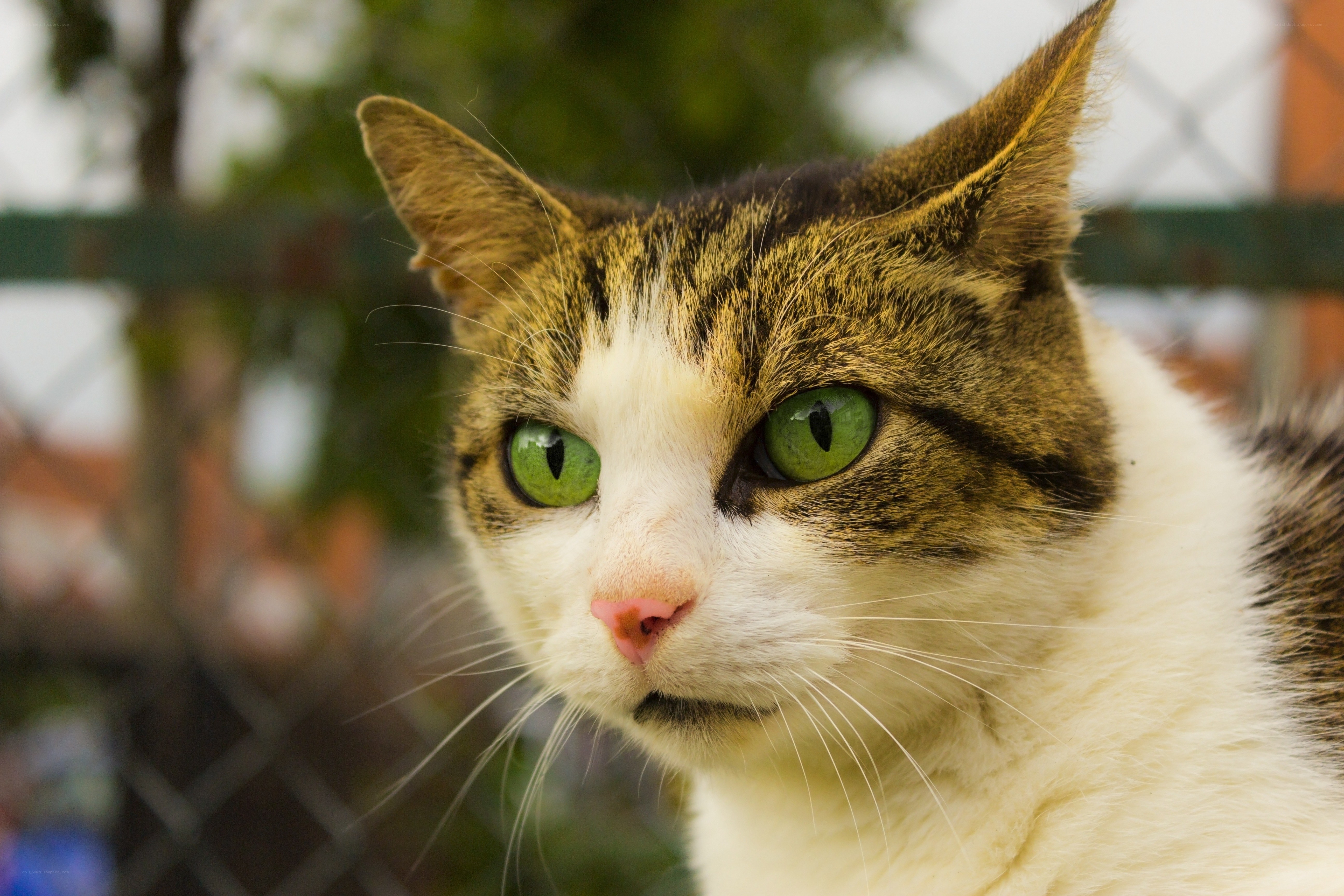 green-eyed tabby cat