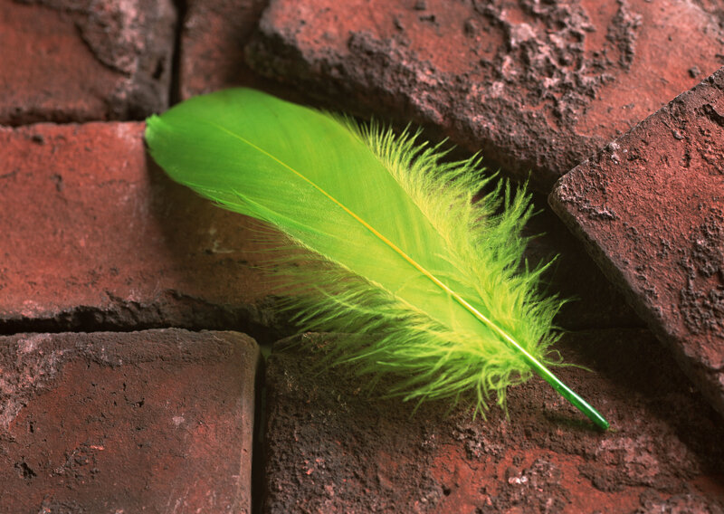 Green feather on brick