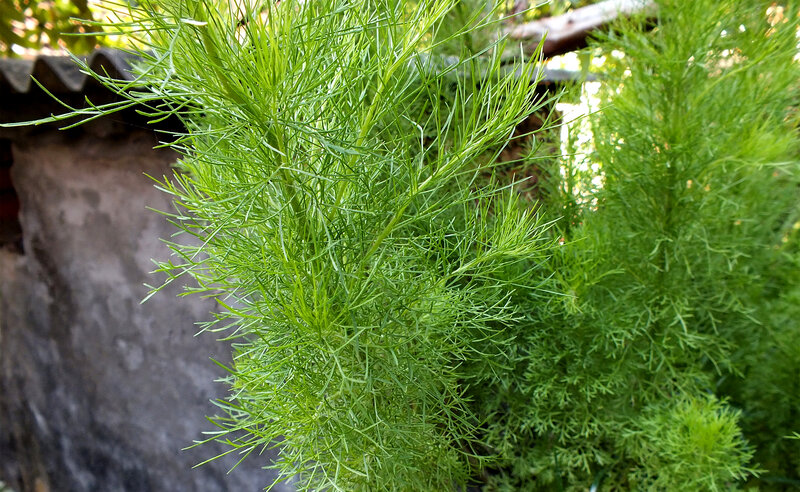 Green Feathery Plant