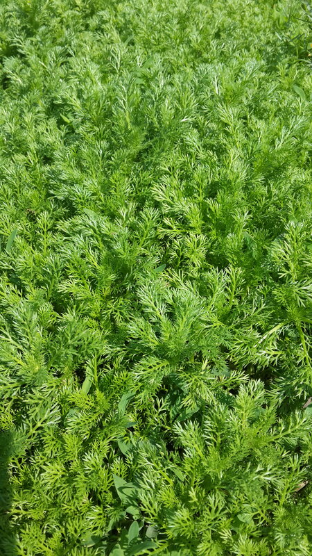 Green Feathery Plants — Natural