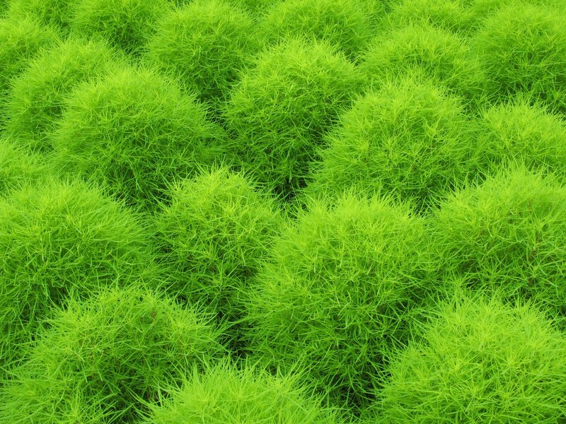 Green Feathery Plants