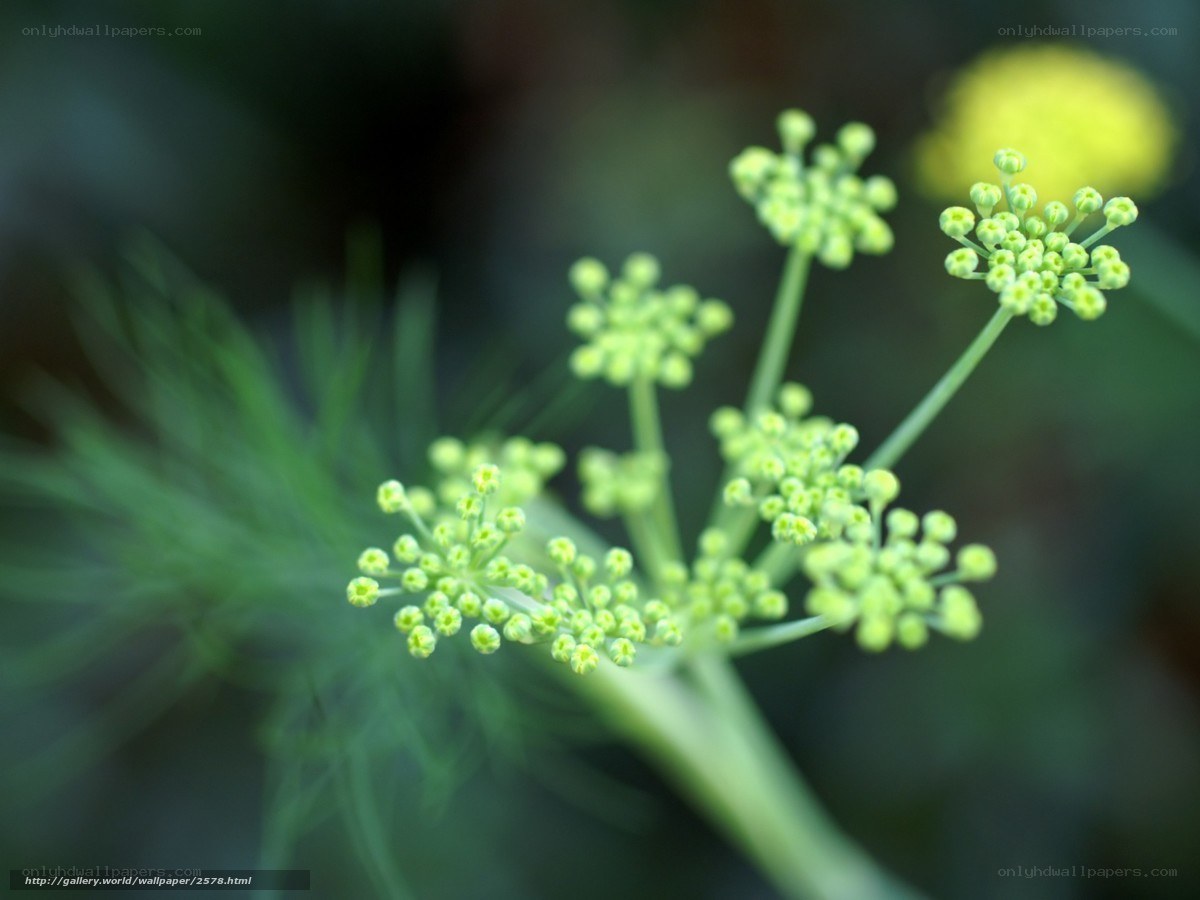 Green fennel flower buds