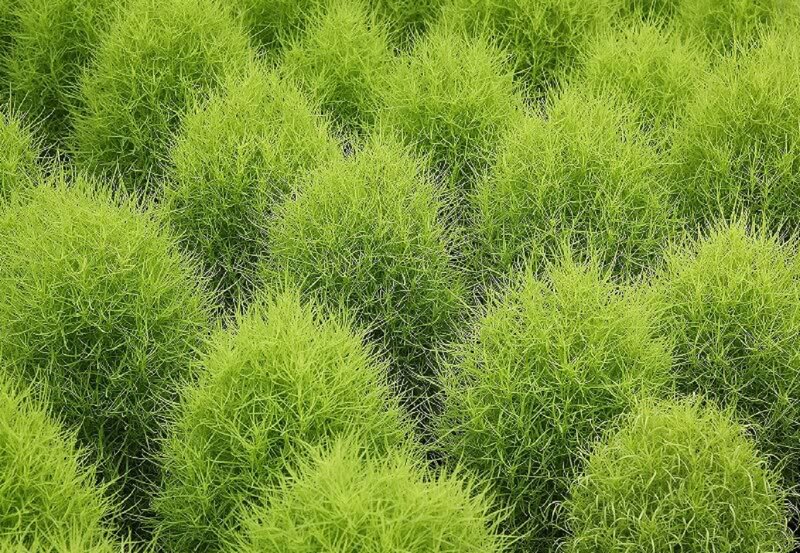 Green Fennel Plants