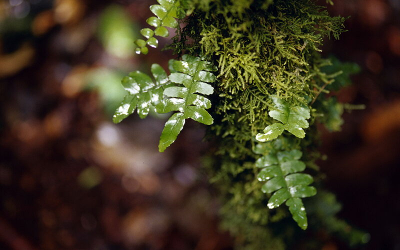 Green Fern and Moss