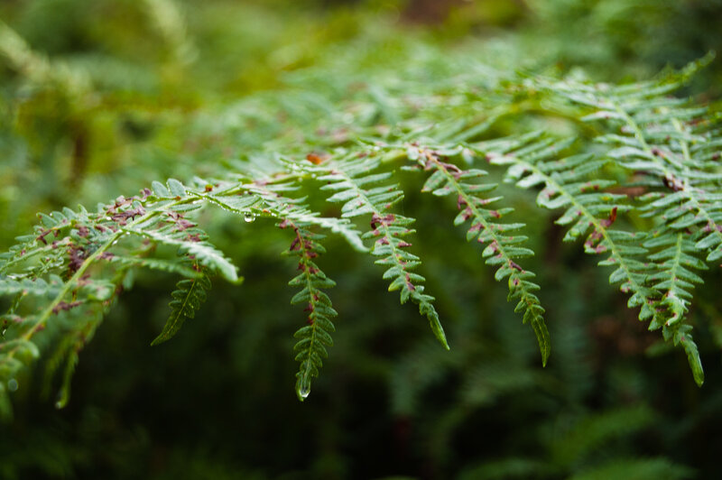 Green Fern Frond — Calm, Photograph, Droplet