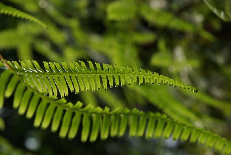 Green Fern Frond — Calm, Photograph
