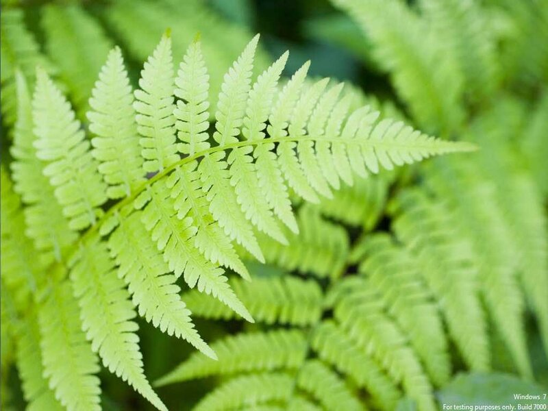 Green Fern Frond — Calm