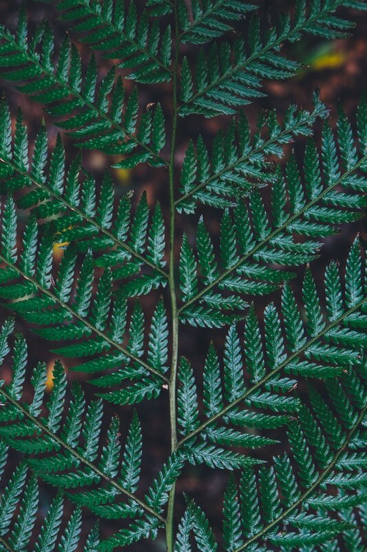 Green Fern Frond — Natural