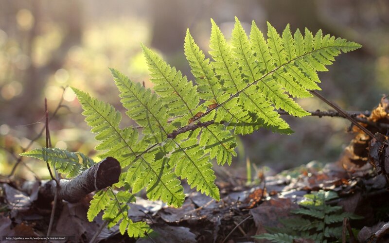 Green Fern Frond — Serene, Morning