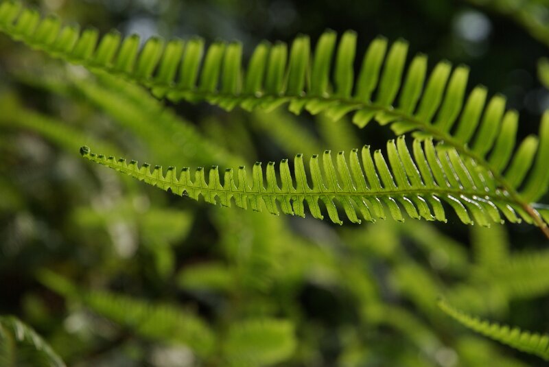 Green Fern Frond — Serene, Photograph, Leaf, Plant