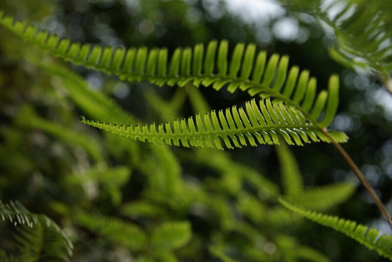 Green Fern Frond — Serene, Photograph, Leaf, Stem