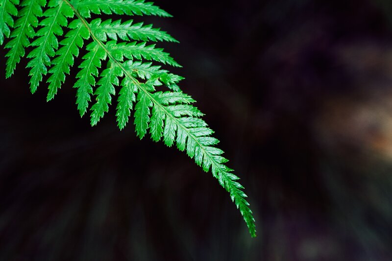 Green Fern Frond — Serene, Photograph, Leaf