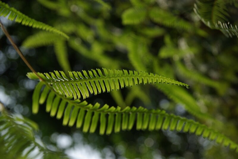 Green Fern Frond — Serene, Photograph, Leaves