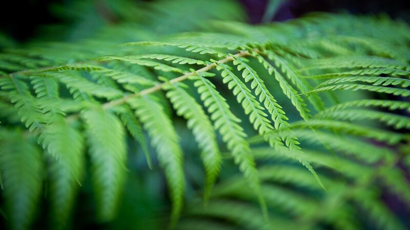 Green Fern Frond — Serene, Photograph, Plant, Leaf