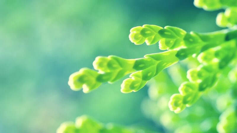 Green Fern Frond — Serene, Photograph, Plant